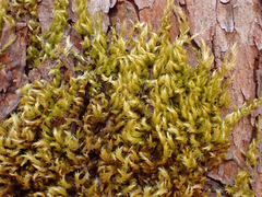 Homalothecium nuttallii