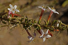 Acanthogilia gloriosa