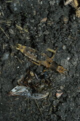 Platydracus maculosus