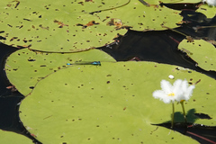 Nymphoides indica