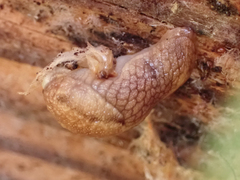 Prophysaon andersonii