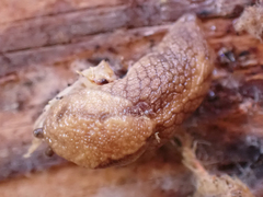 Prophysaon andersonii