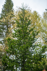 Abies sibirica
