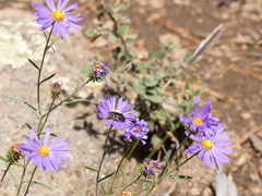 Acmaeodera rubronotata