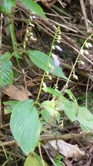 Rhynchoglossum obliquum