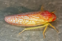Gyponana gladia