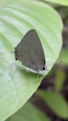 Strephonota tephraeus