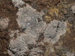 Diplotomma alboatrum