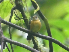 Myiobius sulphureipygius