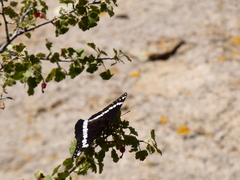 Limenitis weidemeyerii