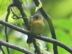 Myiobius sulphureipygius
