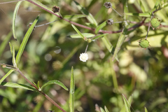 Eclipta prostrata