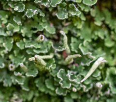 Cladonia ochrochlora