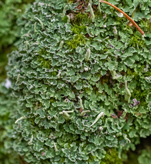 Cladonia ochrochlora