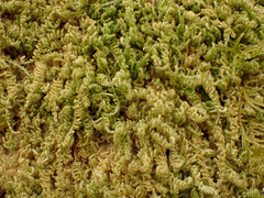 Stereodon subimponens