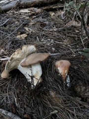 Leucopaxillus gentianeus