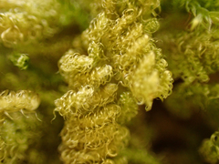 Stereodon subimponens