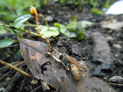 Ophiocordyceps sphecocephala