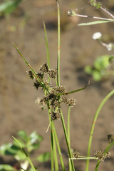 Cyperus difformis