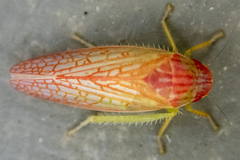 Gyponana gladia