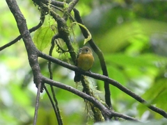 Myiobius sulphureipygius