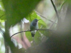 Polyerata rosenbergi