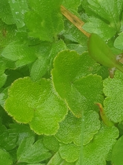 Hydrocotyle hirta