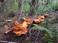 Laetiporus conifericola
