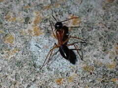 Camponotus consobrinus