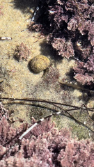 Tegula eiseni