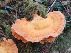 Laetiporus conifericola