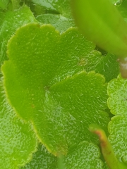 Hydrocotyle hirta