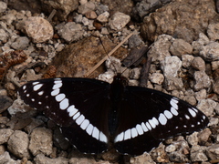 Limenitis weidemeyerii