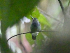 Polyerata rosenbergi