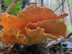 Laetiporus conifericola