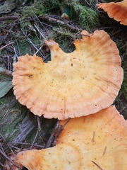 Laetiporus conifericola