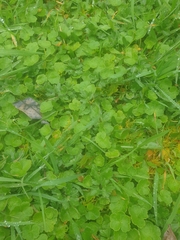 Hydrocotyle hirta