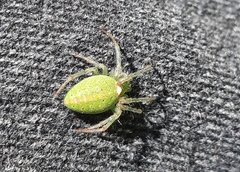 Araneus circulissparsus