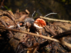 Marasmius crinis-equi