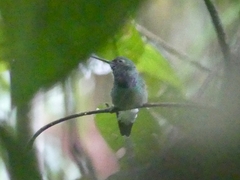 Polyerata rosenbergi