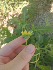 Berlandiera lyrata