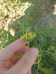 Berlandiera lyrata