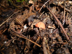 Marasmius crinis-equi