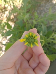 Berlandiera lyrata