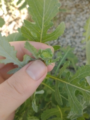 Berlandiera lyrata