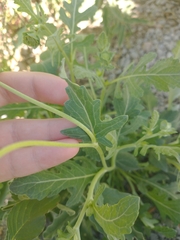 Berlandiera lyrata