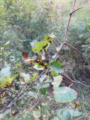 Crataegus chrysocarpa