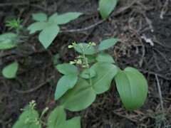 Neottia banksiana