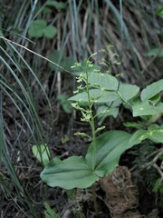 Neottia banksiana