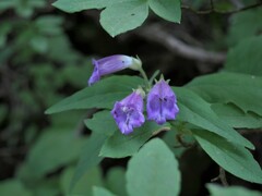 Nothochelone nemorosa